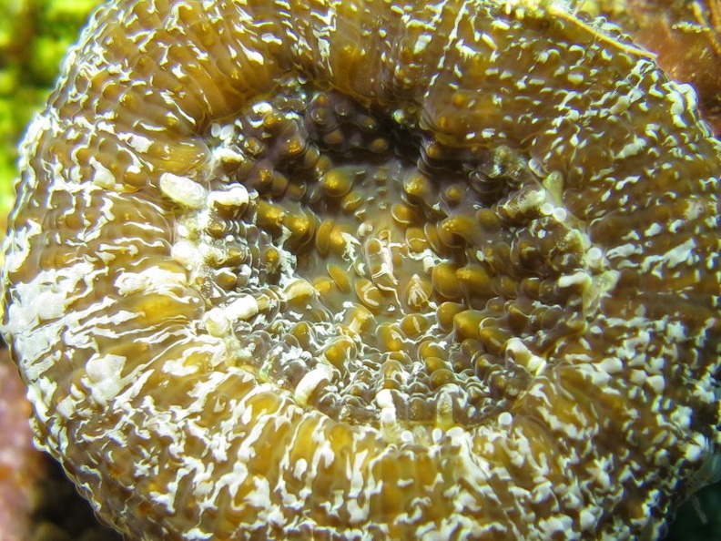 107 Solitary Disk Coral IMG_5654.jpg